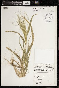 Scolochloa festucacea image