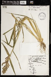 Echinochloa muricata image
