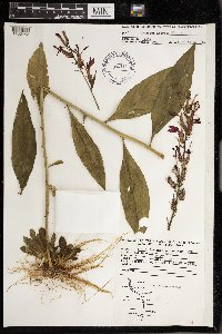 Lobelia cardinalis image