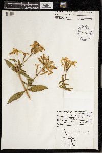 Saponaria officinalis image