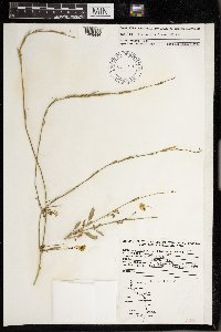 Brassica nigra image