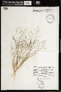 Eragrostis pectinacea image