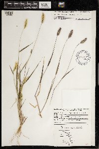 Alopecurus geniculatus image