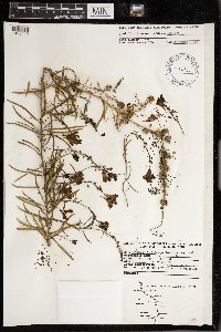 Linaria vulgaris image