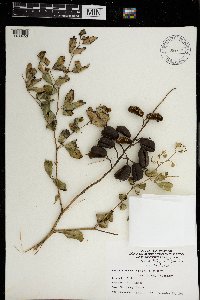 Baptisia lactea image