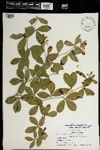 Baptisia lactea image