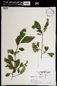 Ilex verticillata image