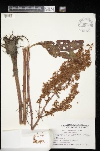 Rumex britannica image