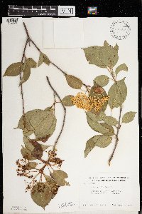 Viburnum lentago image