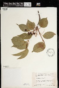 Viburnum lentago image