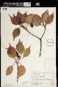 Viburnum lentago image