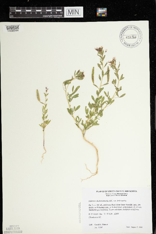 Polanisia dodecandra image