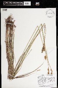 Carex merritt-fernaldii image