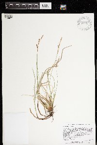 Carex richardsonii image