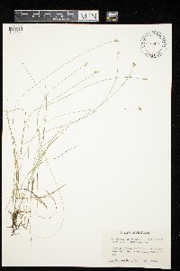 Carex tenuiflora image