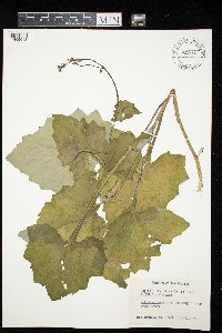 Adenocaulon bicolor image