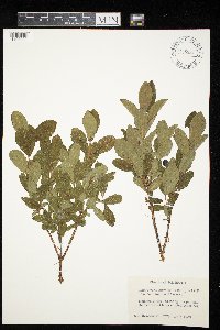 Lonicera caerulea image