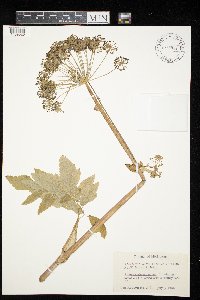 Angelica atropurpurea image