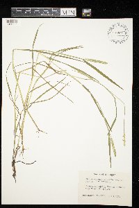 Alopecurus aequalis image