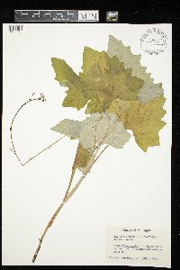 Adenocaulon bicolor image