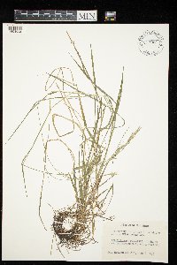 Schizachne purpurascens image