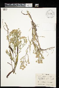 Symphyotrichum lanceolatum var. hesperium image