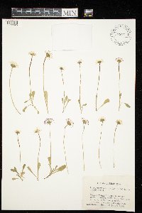 Bellis perennis image