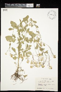 Barbarea vulgaris image