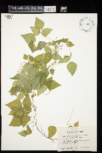 Amphicarpaea bracteata image
