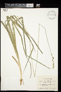 Carex sparganioides image