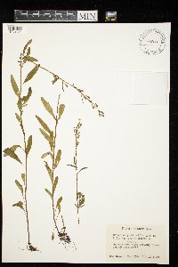 Oenothera perennis image