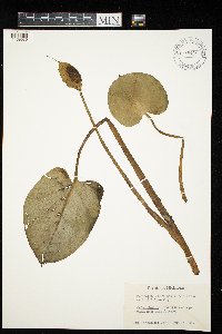 Calla palustris image