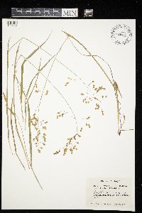 Anthoxanthum hirtum image