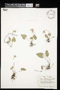thumbnail image of current specimen