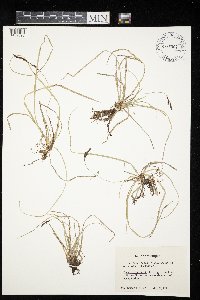 Carex richardsonii image