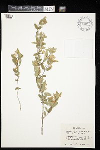 Lonicera x bella image