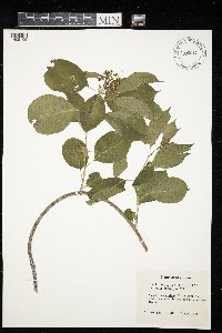 Celastrus scandens image