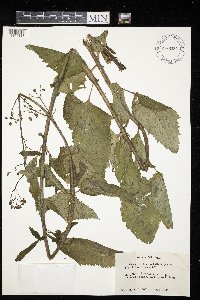 Scrophularia lanceolata image