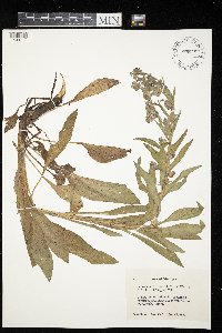 Cynoglossum officinale image