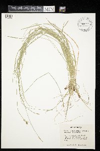 Carex bromoides image