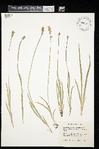 Triantha glutinosa image