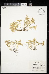 Sedum acre image