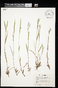 Dichanthelium acuminatum image