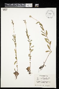 Oenothera perennis image