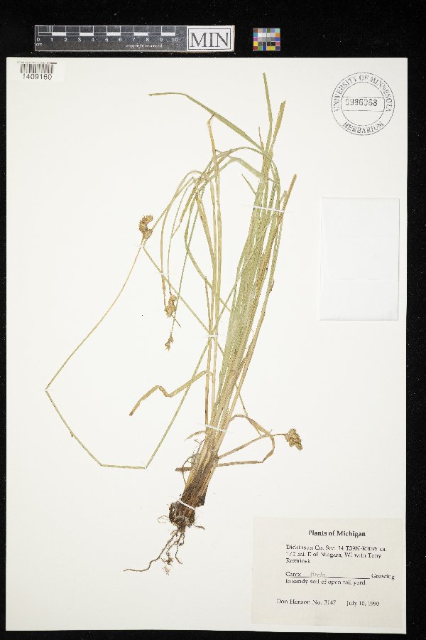 Carex tincta image