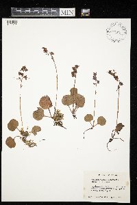 Pyrola asarifolia image