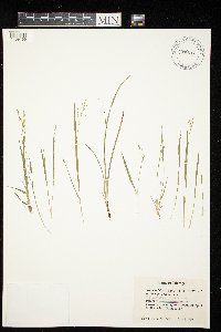 Dichanthelium linearifolium image