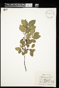 Frangula alnus image