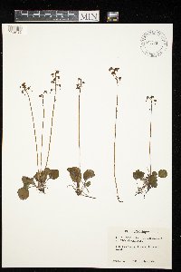Pyrola chlorantha image