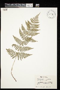 Dryopteris intermedia image